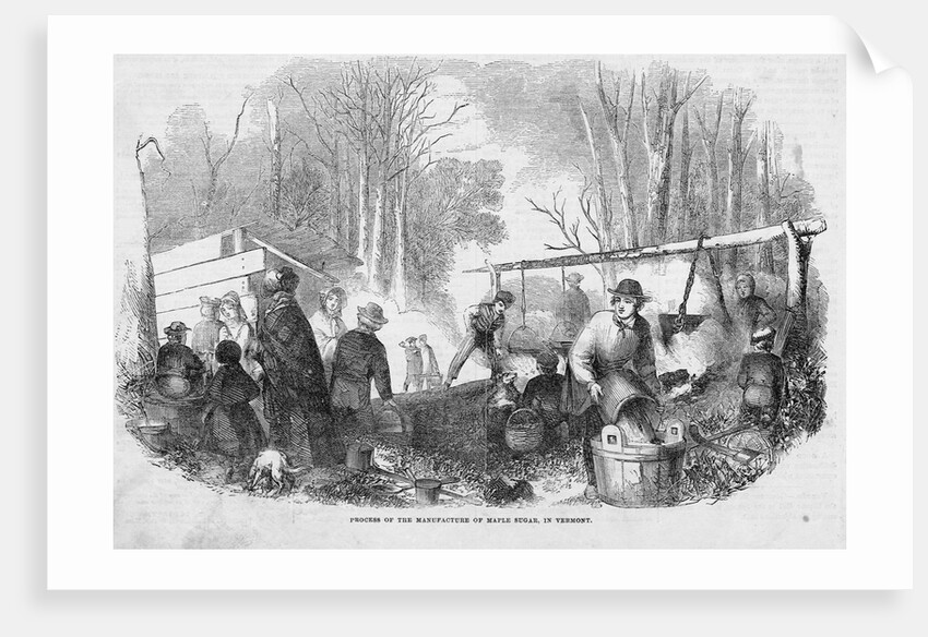 Making Maple Sugar by Anonymous