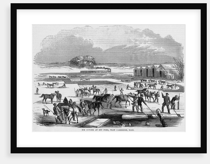 Cutting Ice at Spy Pond by Anonymous