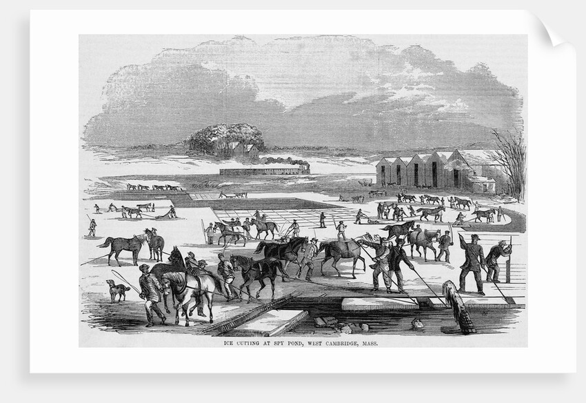 Cutting Ice at Spy Pond by Anonymous