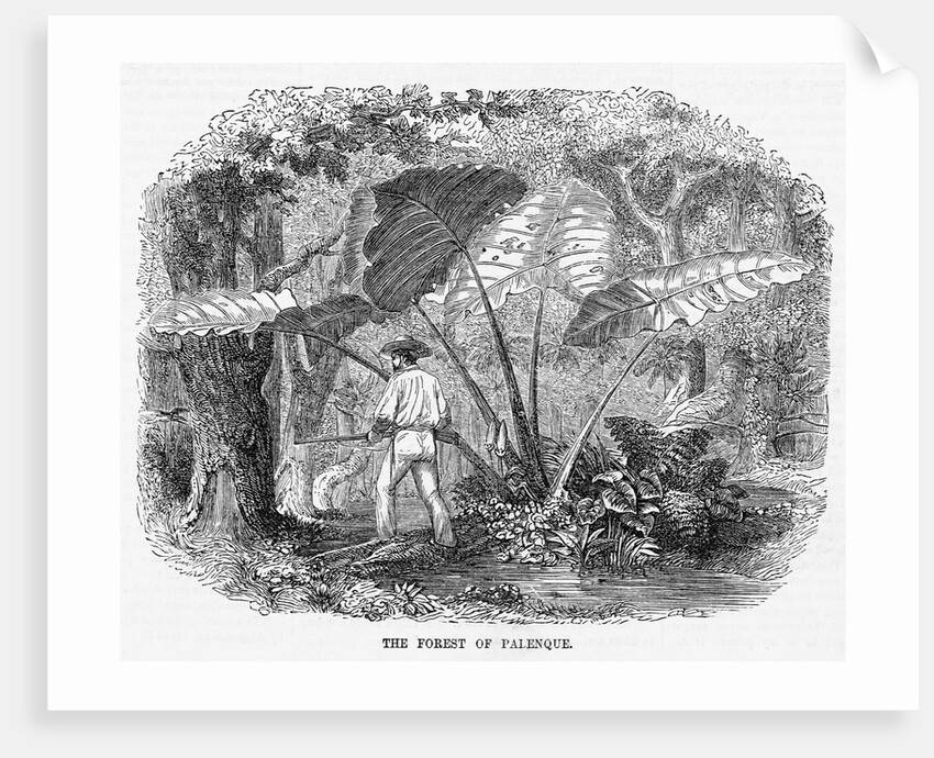 Hunting in Mexican Forest by Anonymous