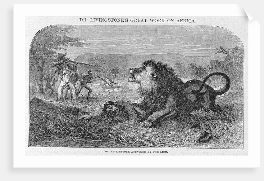 Dr. Livingstone Attacked By the Lion by Anonymous