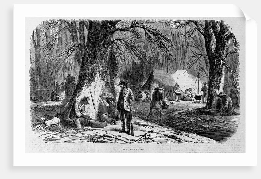 Maple Sugar Camp by Anonymous