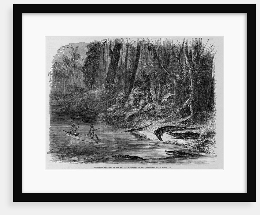 Alligator Shooting in the Swamps Bordering on the Mississippi River, Louisiana Illustration by Anonymous