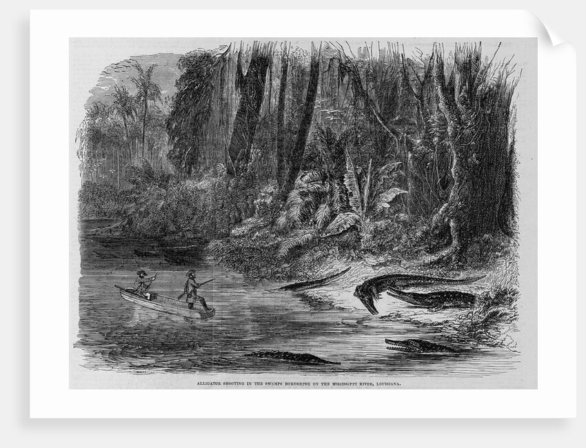 Alligator Shooting in the Swamps Bordering on the Mississippi River, Louisiana Illustration by Anonymous