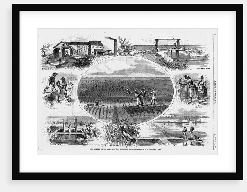 Rice culture on the Ogeechee, near Savannah, Georgia by A. R. Waud