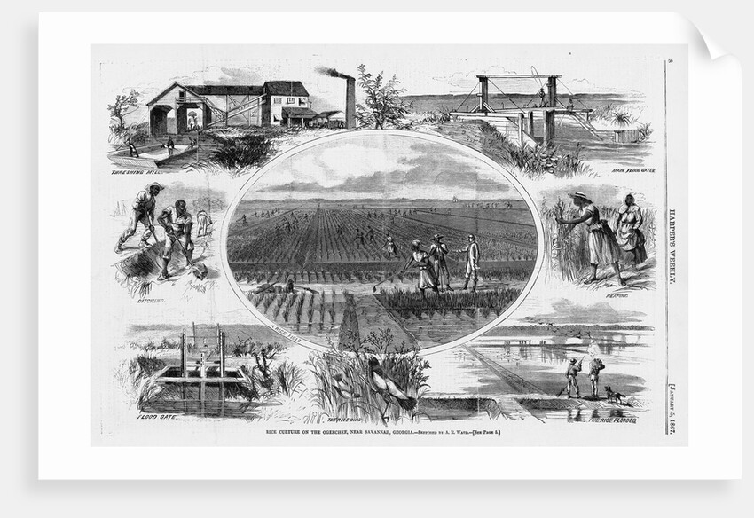Rice culture on the Ogeechee, near Savannah, Georgia by A. R. Waud
