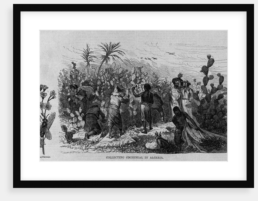 Collecting cochineal in Algeria by Anonymous