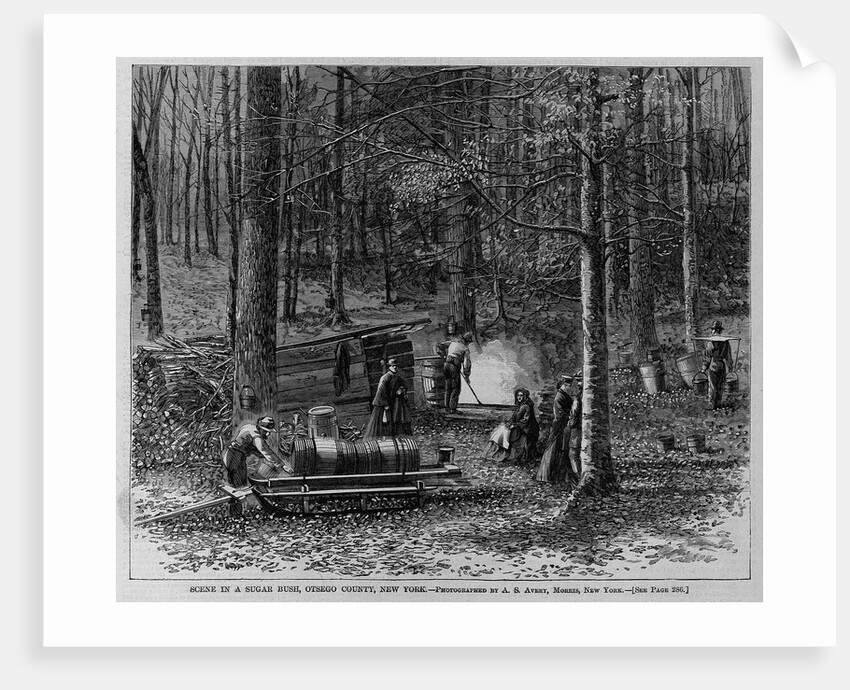 Scene in a sugar bush, Otsego County, New York by A. S. Avery by Anonymous