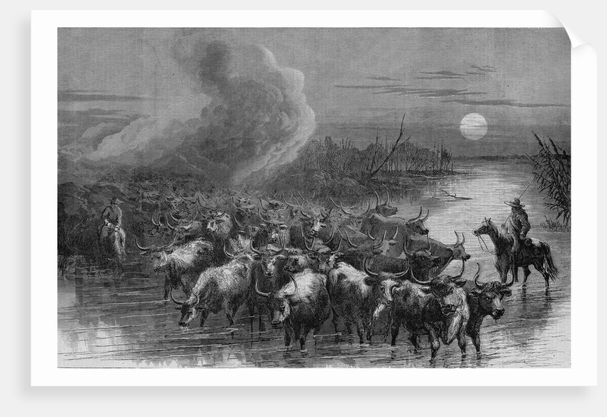 A drove of Texas cattle crossing a stream by A. R. Waud