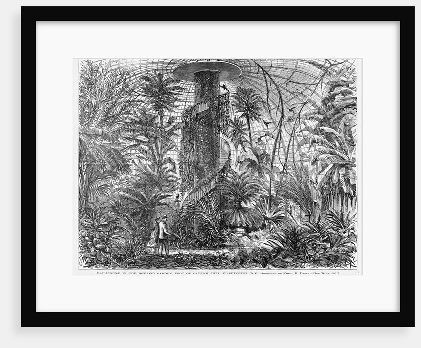 Palm-House in the Botanic Garden, Foot of Capitol Hill, Washington, DC by Anonymous