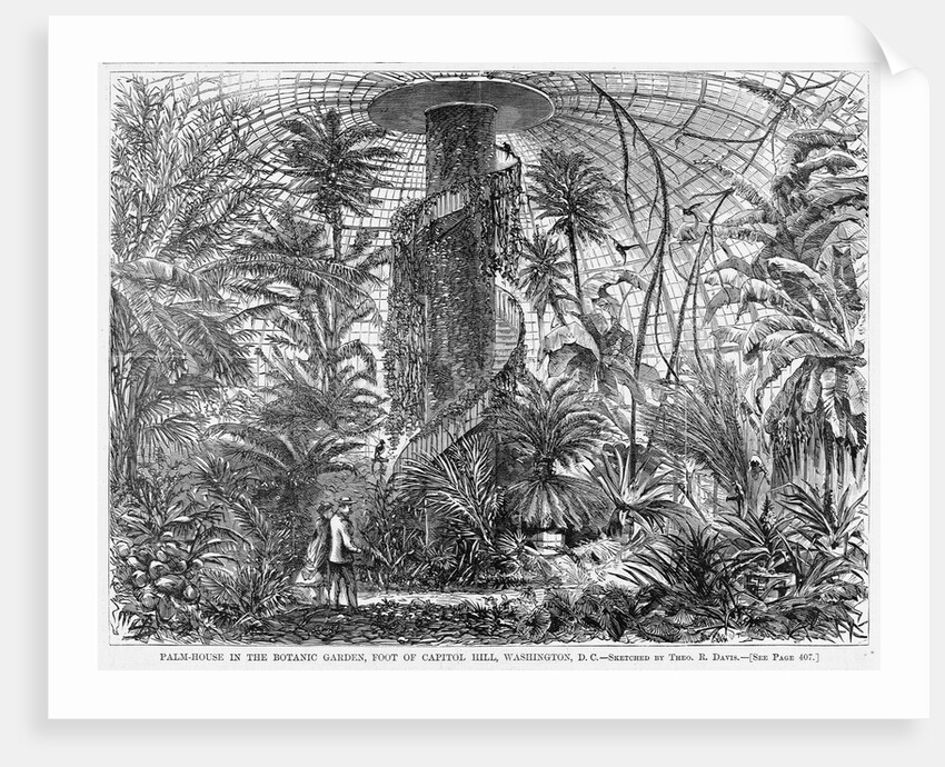 Palm-House in the Botanic Garden, Foot of Capitol Hill, Washington, DC by Anonymous