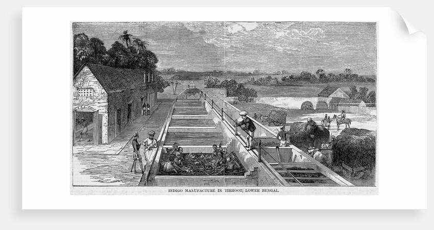 Indigo Manufacture in Tirhoot, Lower Bengal by Anonymous