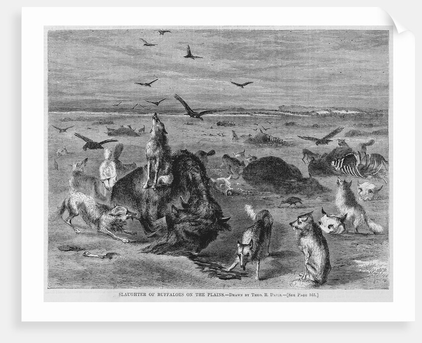 Slaughter of Buffalos on the Plains by Anonymous