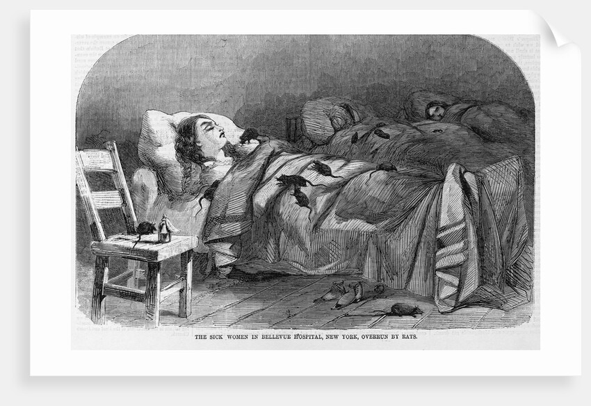 The sick women in Bellevue Hospital, New York, overrun by rats by Anonymous
