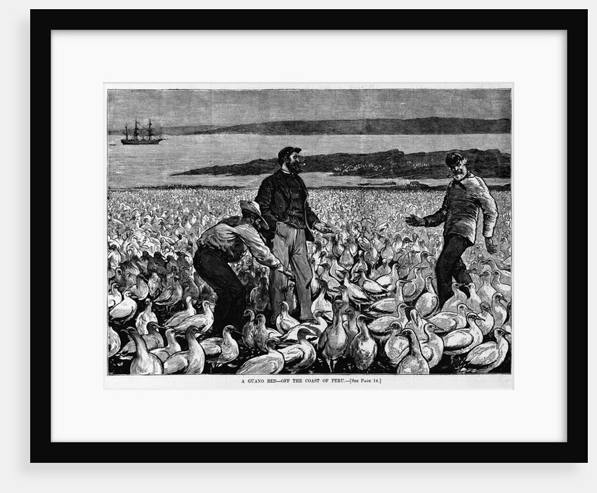 A Guano Bed - Off the Coast of Peru Illustration by Anonymous