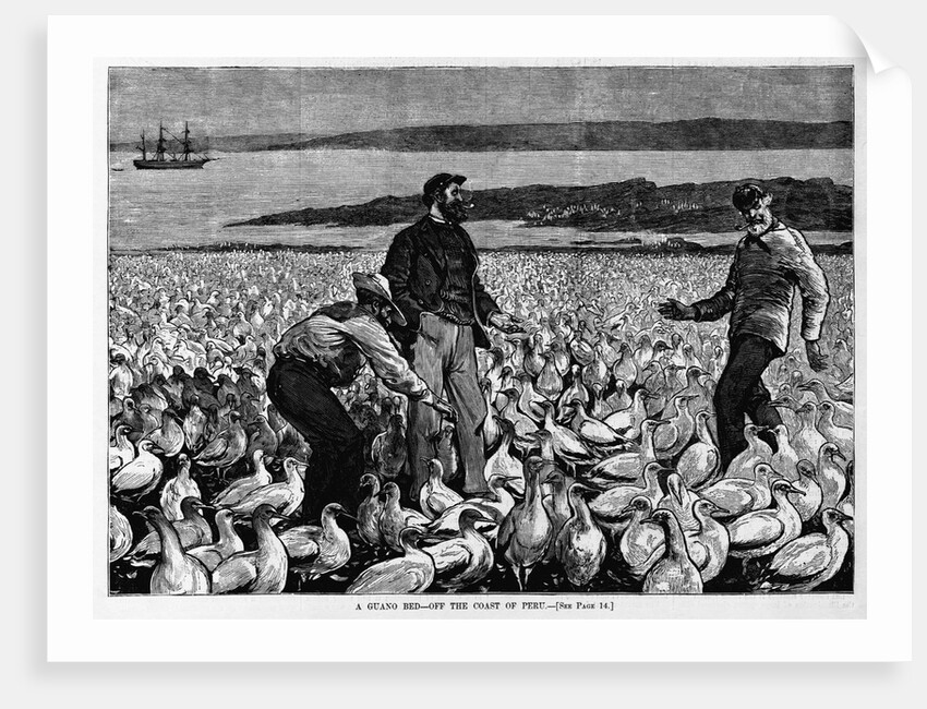 A Guano Bed - Off the Coast of Peru Illustration by Anonymous