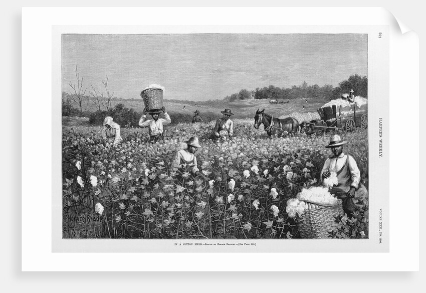 In a cotton field by Horace Bradley