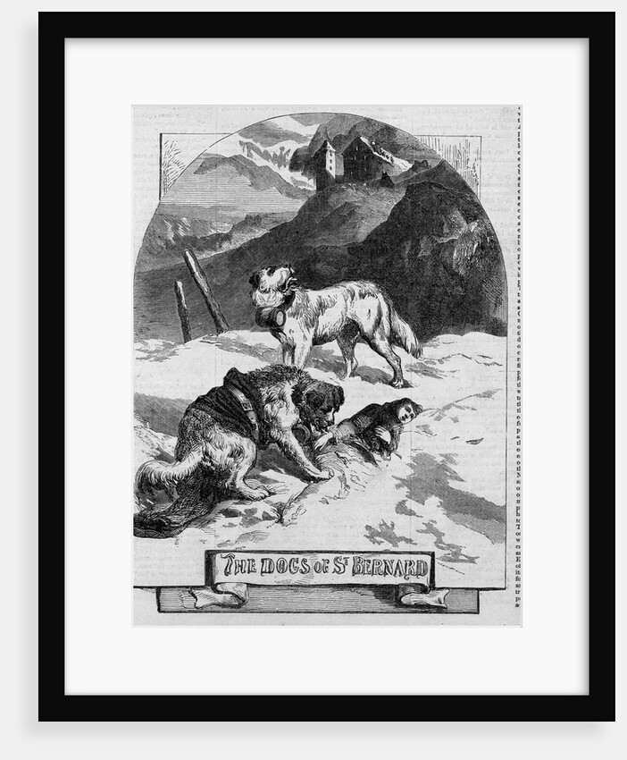 The Dog's of St. Bernard by Anonymous