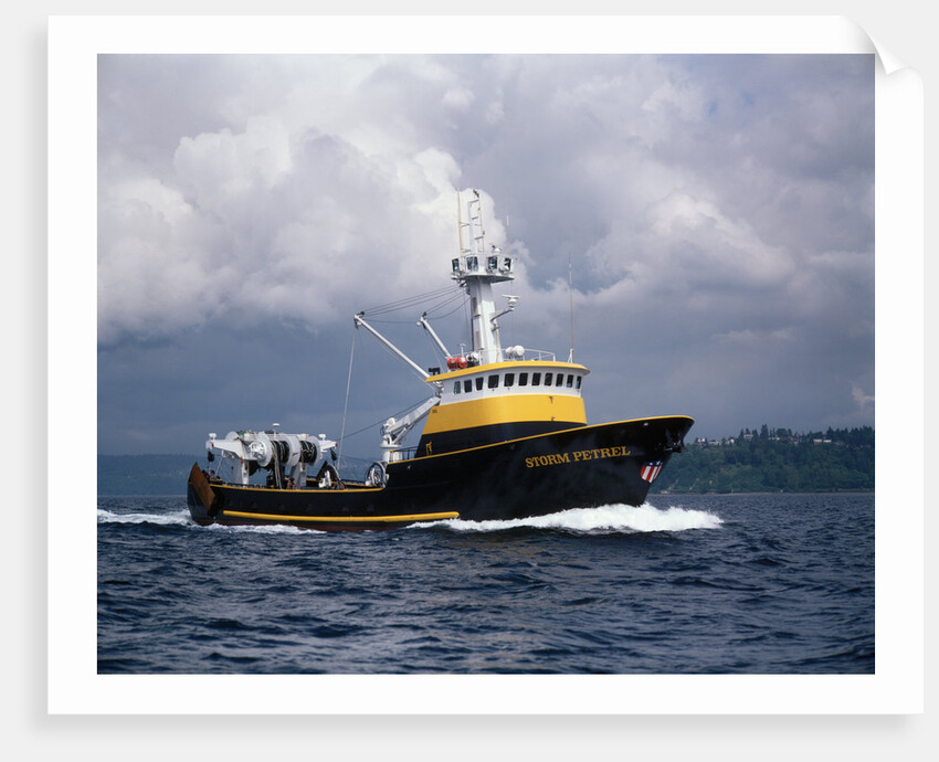The Storm Petrel in Puget Sound by Anonymous
