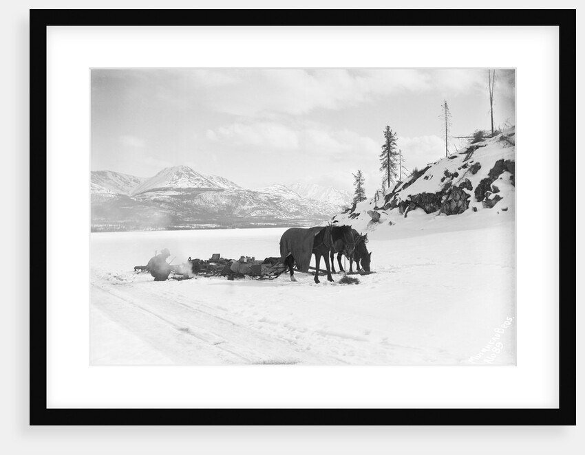Horses and Sledge in the Klondike by Anonymous