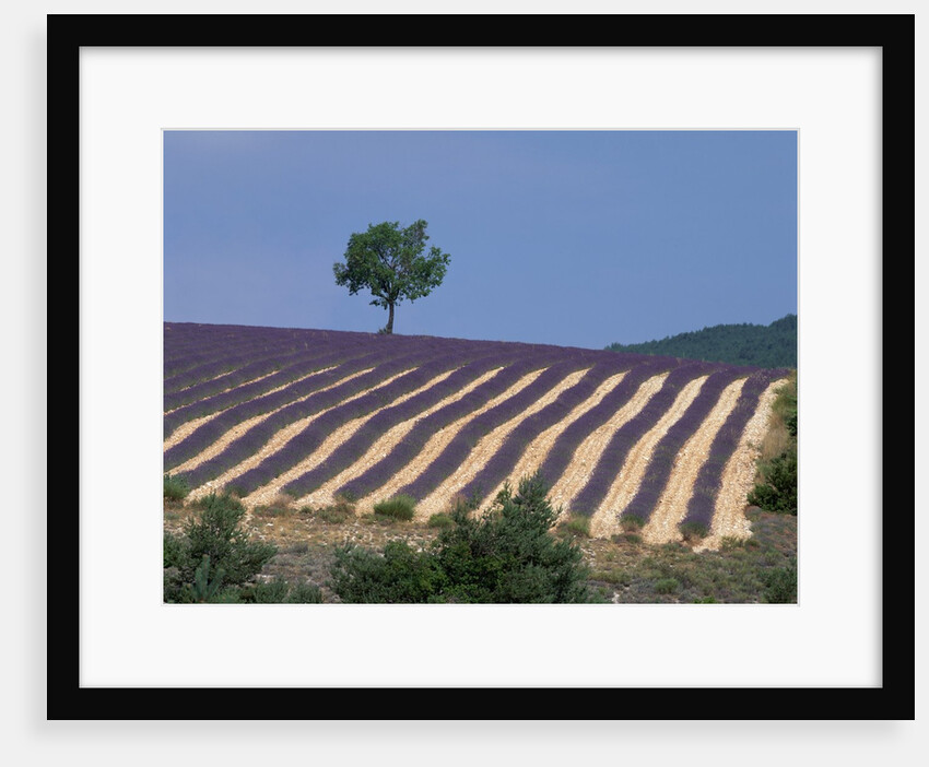 Fields of Lavender in Provence, France by Anonymous