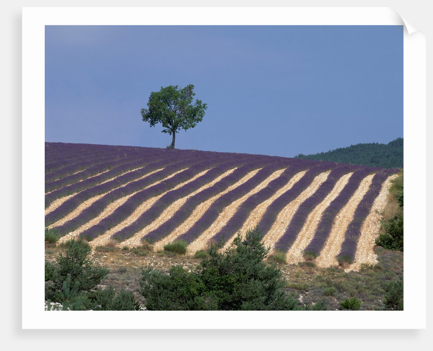 Fields of Lavender in Provence, France by Anonymous