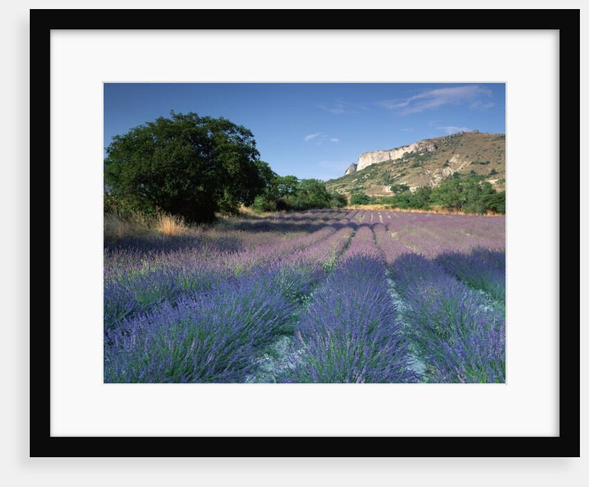Fields of Lavender in Provence, France by Anonymous
