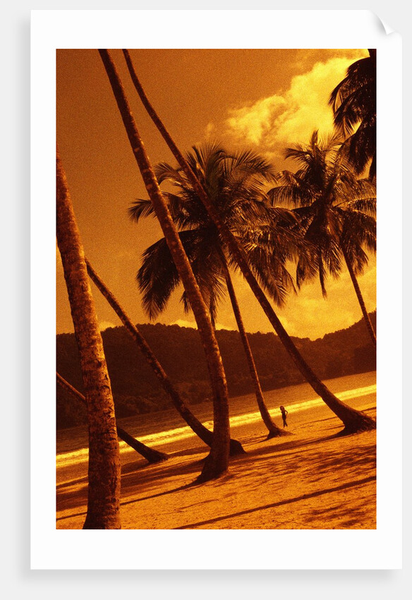 Palm Trees on Beach by Anonymous