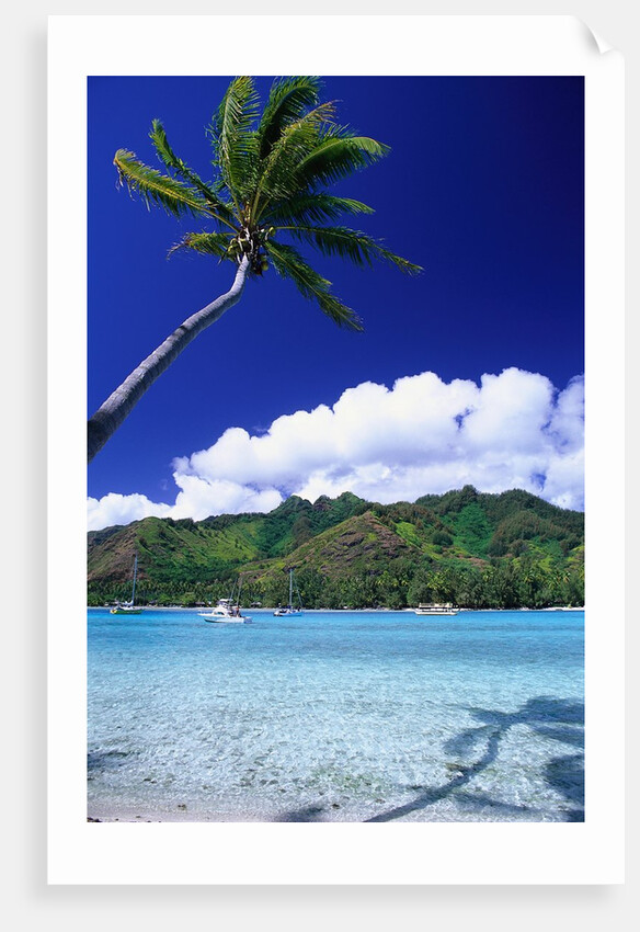 Palm Tree Leaning over Tropical Tahitian Bay by Anonymous