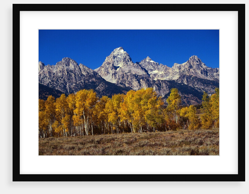 Forest near Grand Teton by Anonymous