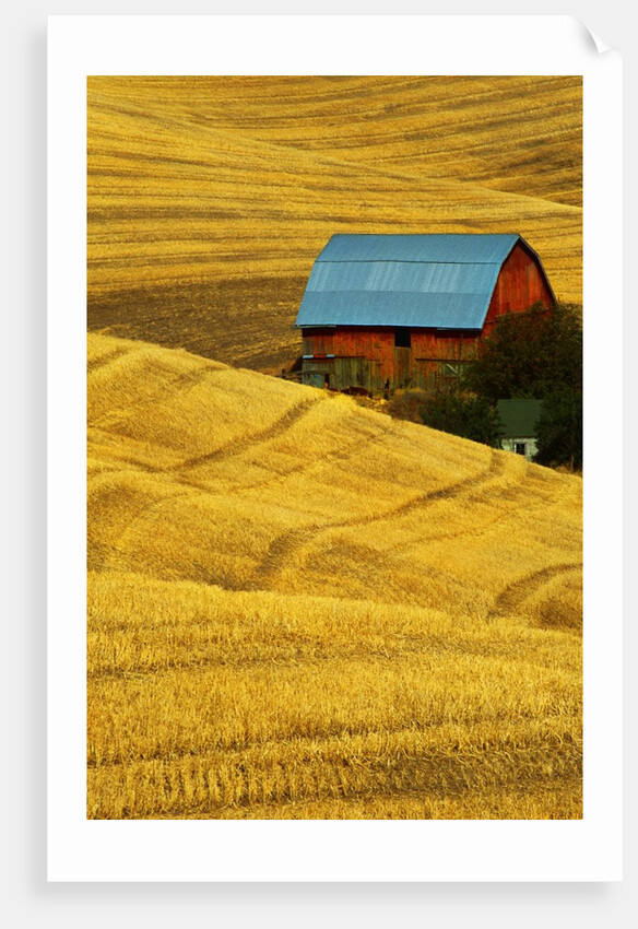 Barn and Golden Wheat Field by Anonymous