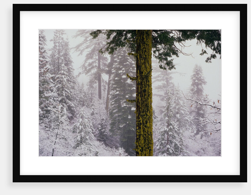 Mossy Green Tree in a Snowy Forest by Anonymous