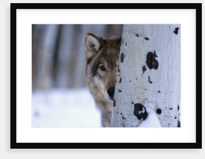 Gray Wolf Behind Aspen by Anonymous