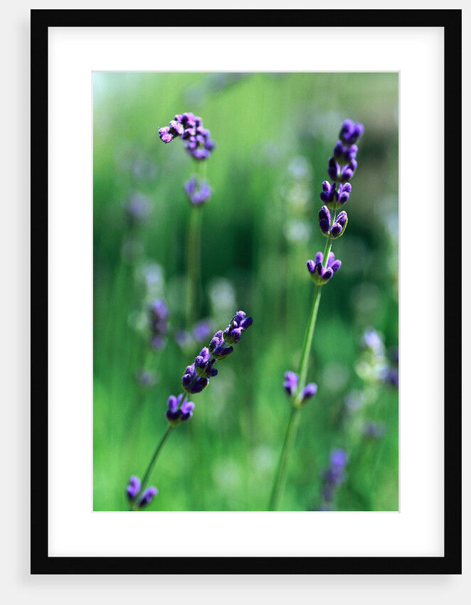 Lavender Flower Spikes by Anonymous