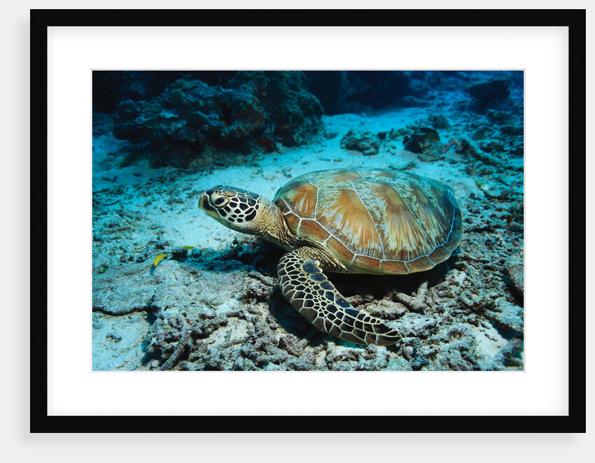 Green Turtle on Sea Floor by Anonymous