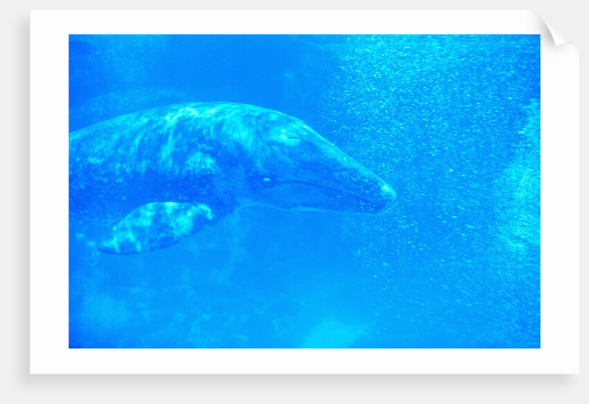Young Gray Whale by Anonymous
