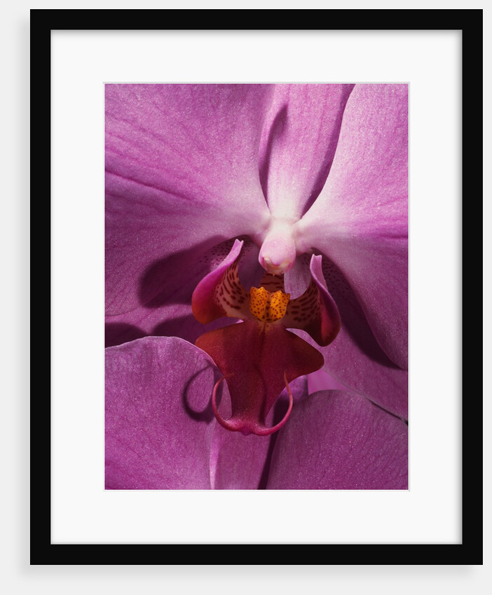 Purple Moth Orchid by Anonymous