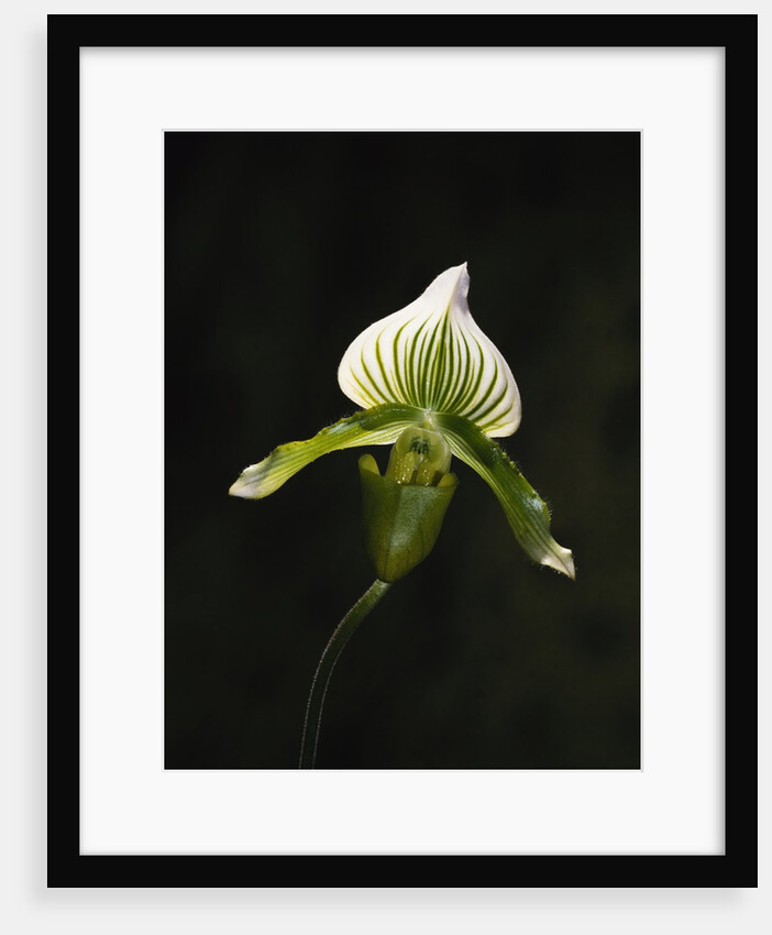 Hybrid Orchid by Anonymous