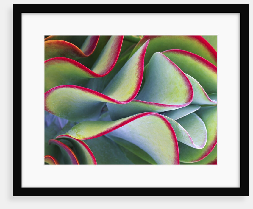 Red-Tipped Leaves of Kalanchoe by Anonymous
