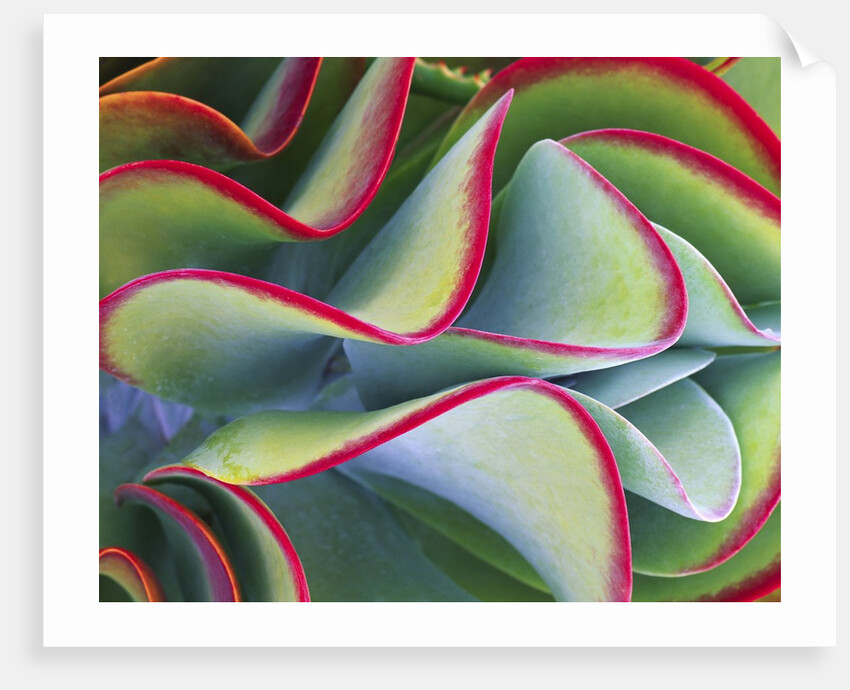 Red-Tipped Leaves of Kalanchoe by Anonymous