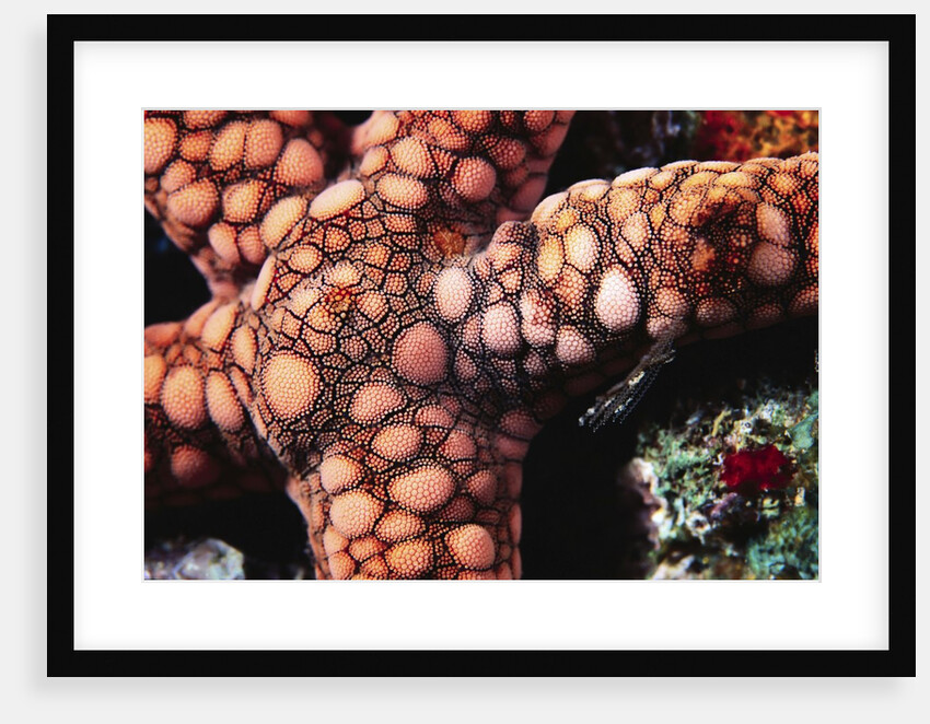 Sea Star by Anonymous