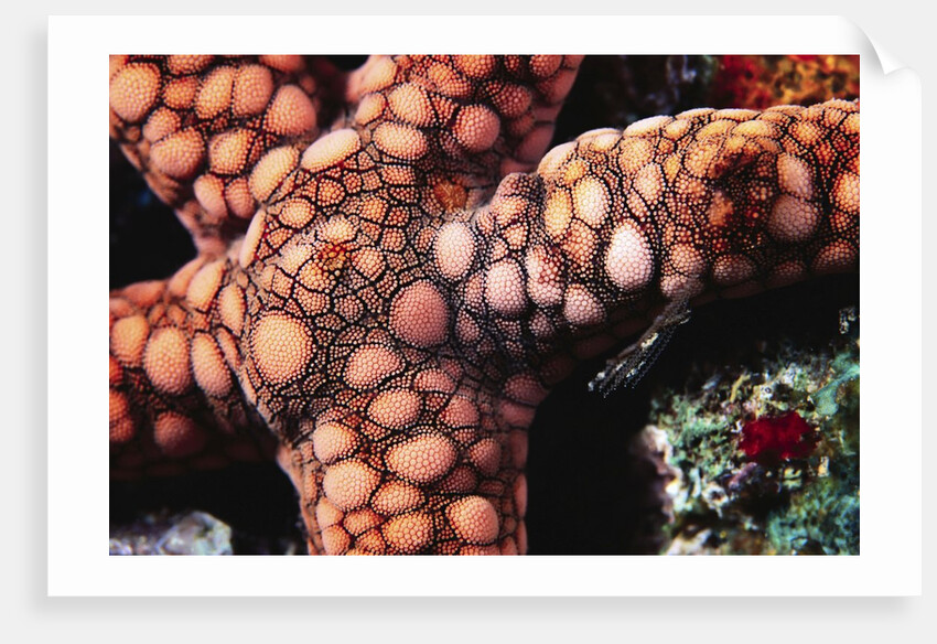 Sea Star by Anonymous