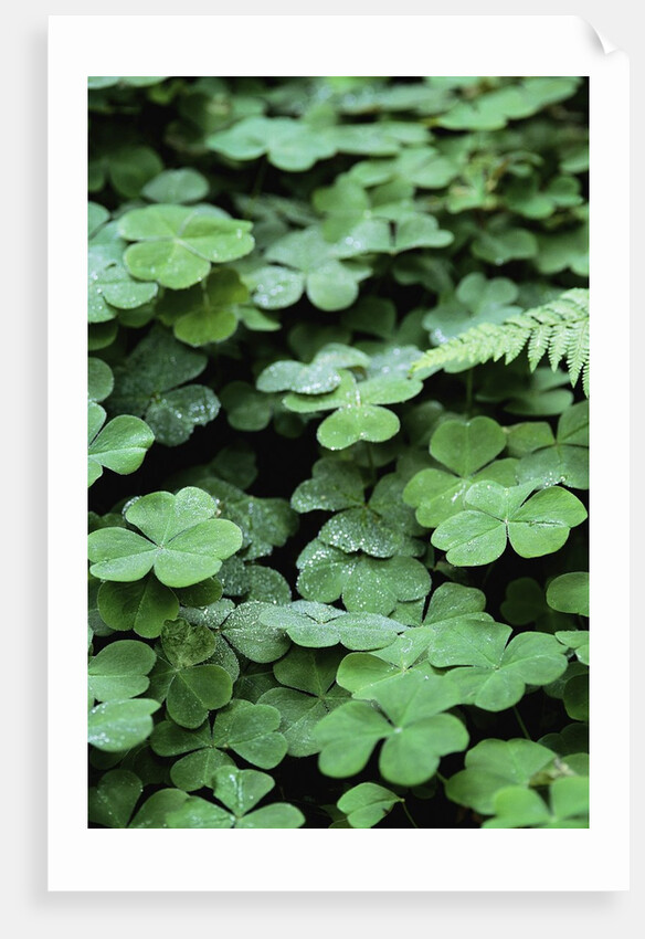 Redwood Sorrel by Anonymous