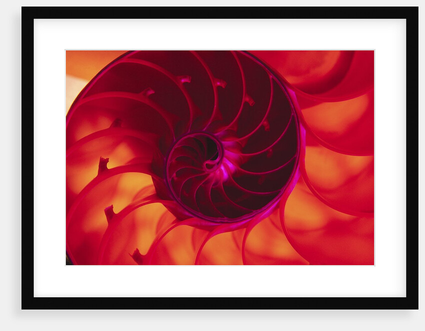 Cross Section of Chambered Nautilus Shell by Anonymous