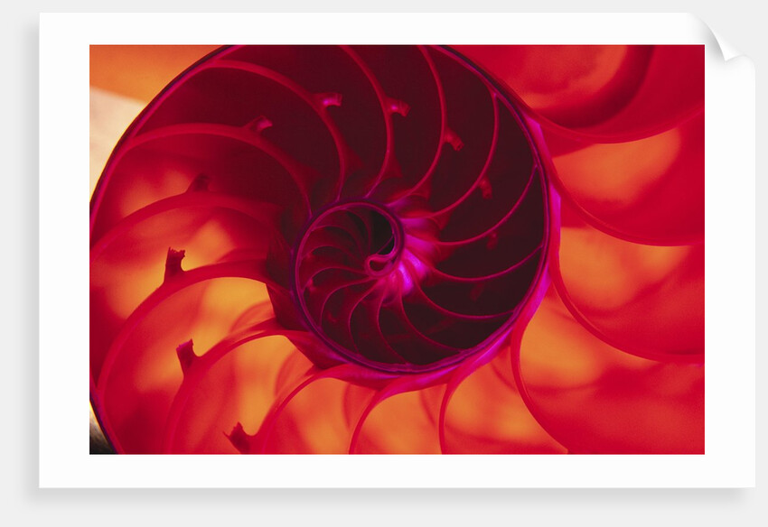 Cross Section of Chambered Nautilus Shell by Anonymous