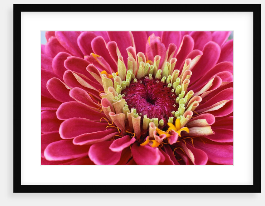 Pink Flower by Anonymous