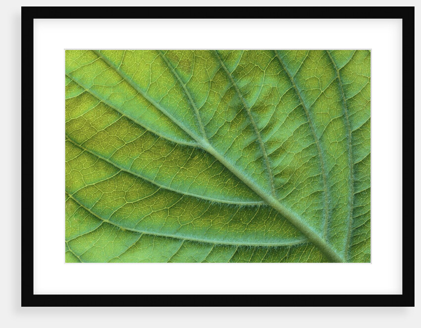 Veins of a Flowering Dogwood Leaf by Anonymous