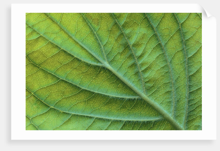 Veins of a Flowering Dogwood Leaf by Anonymous