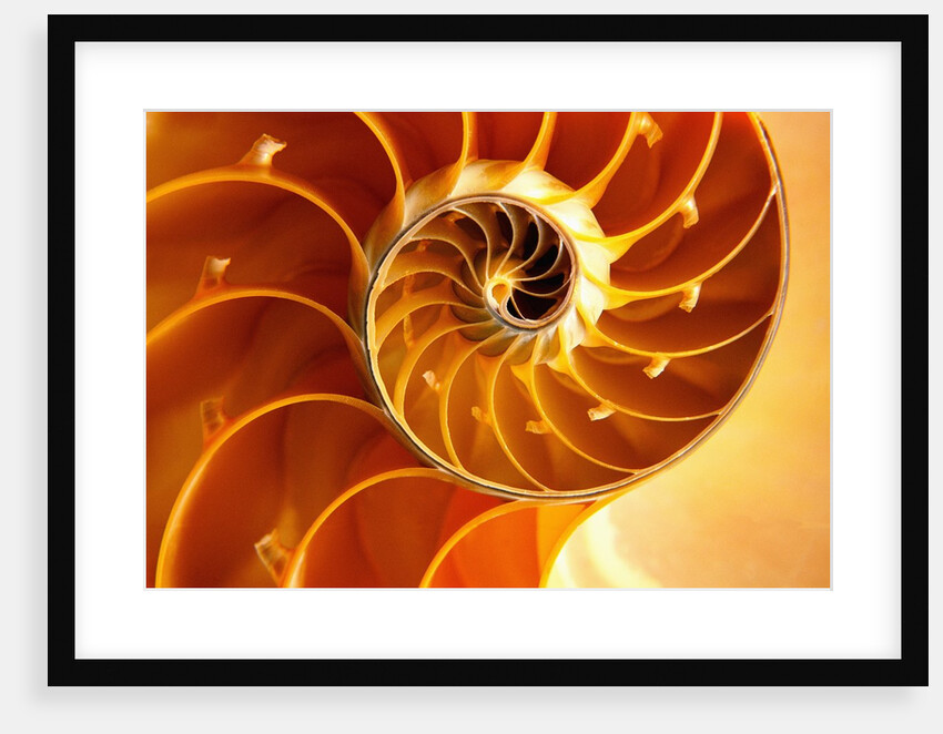 Cross Section of Chambered Nautilus Shell by Anonymous
