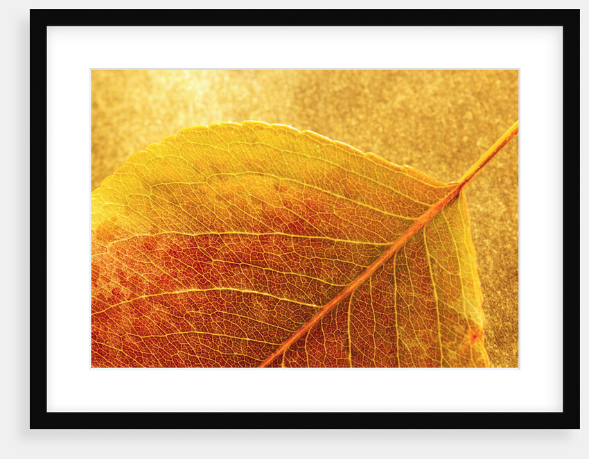 Autumn Leaf by Anonymous